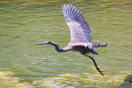Heron In Flight_15145.jpg - Great Blue Heron (Ardea herodias) photographed at Washburn, Ontario, Canada.
